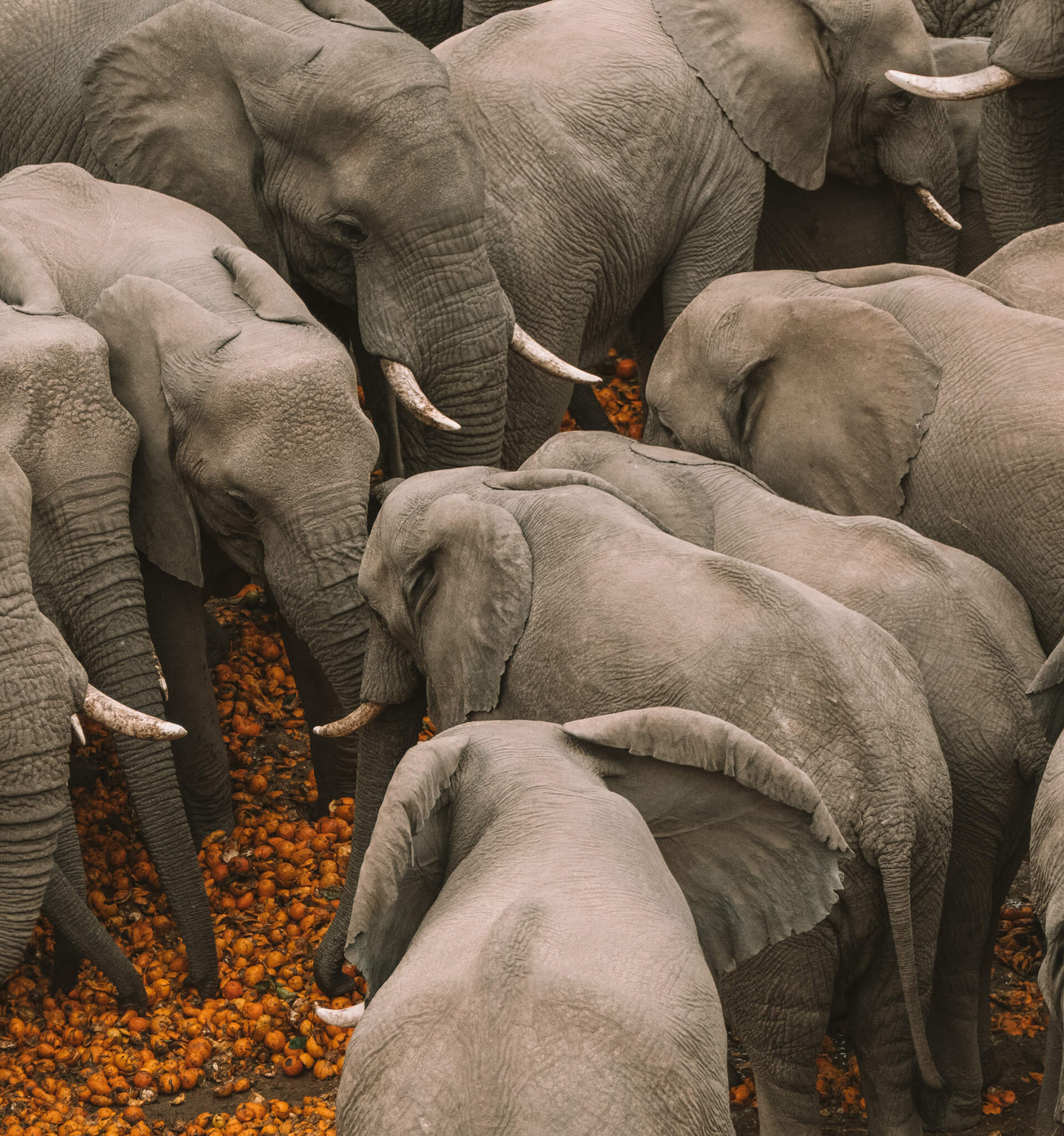 The Color Vibrance The Color Vibrance